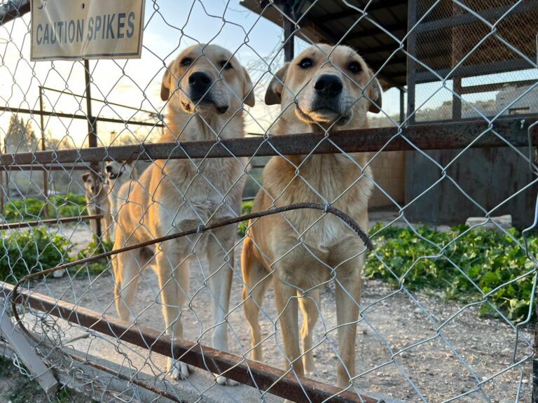 Dog shelter Palestine